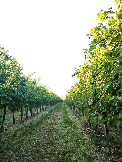Ferienwohnung Relax Nelle Colline Del Prosecco Pederobba Exterior foto